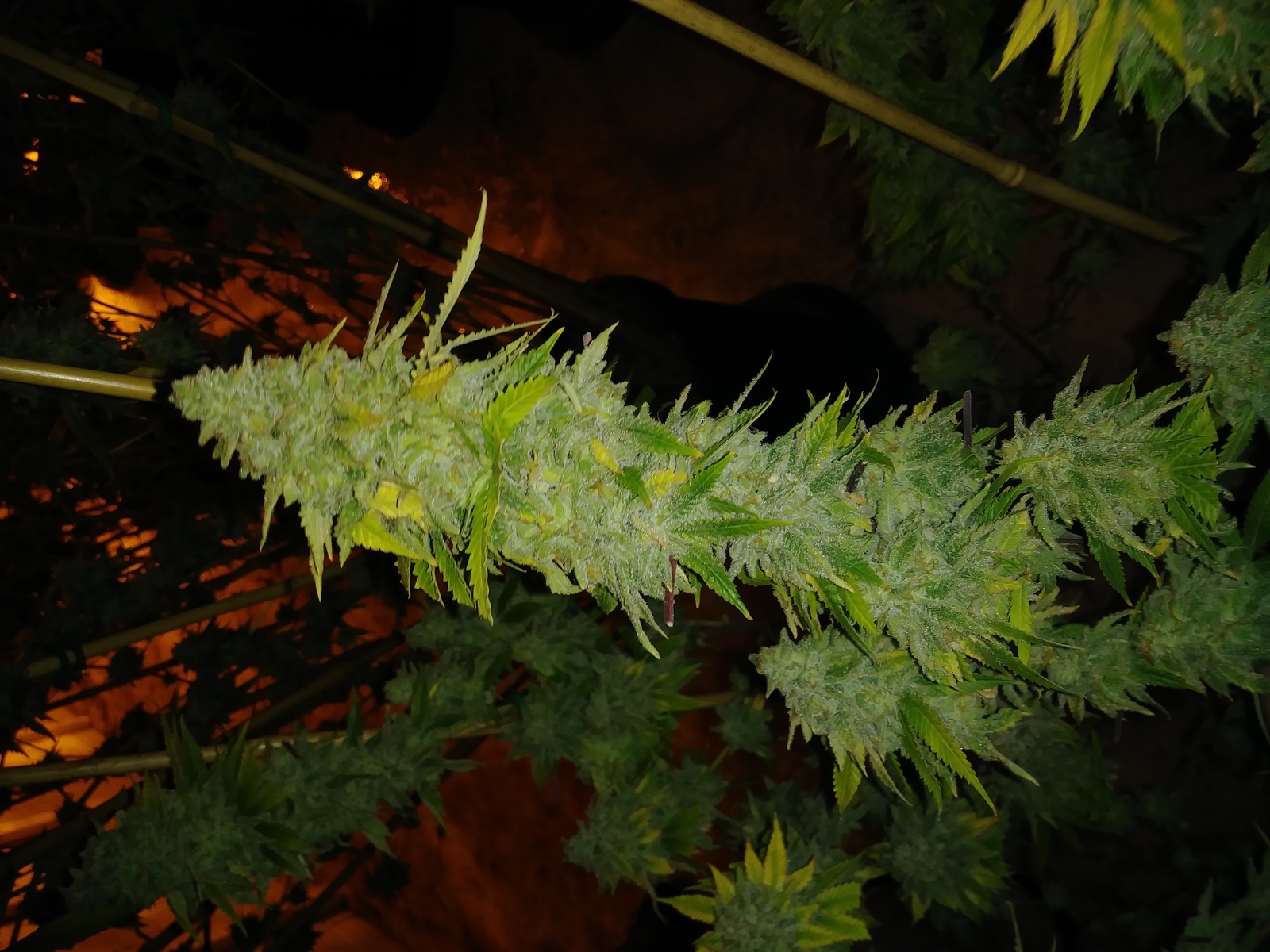 Doggy Style Marijuana Strain Information & Reviews AllBud