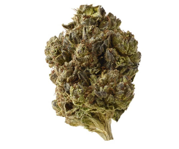 【世界100台】WEED Blues D 2 MA104B BD-2 Delta Blues – FreeWorld Genetics