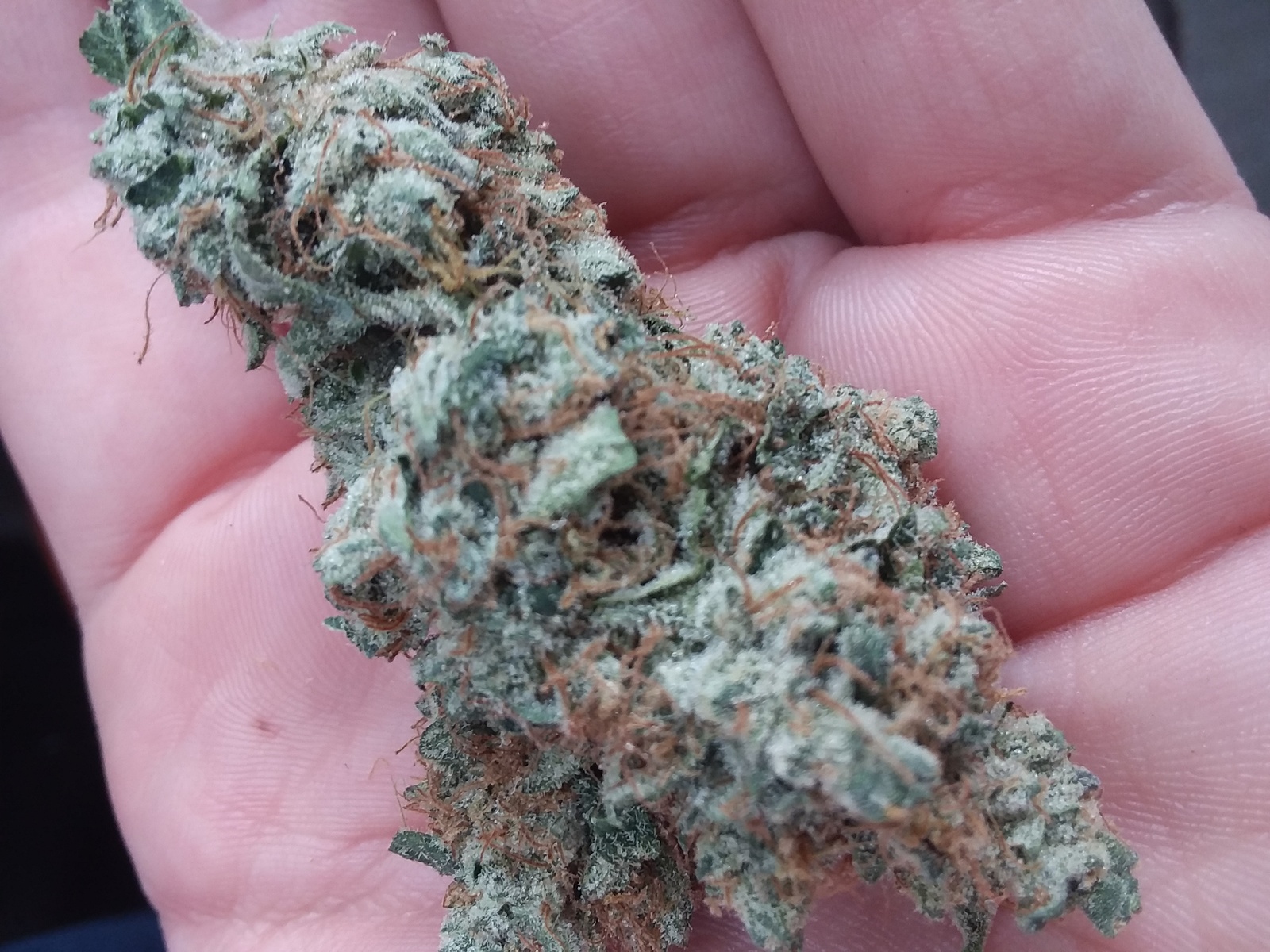 Double Tangie Banana