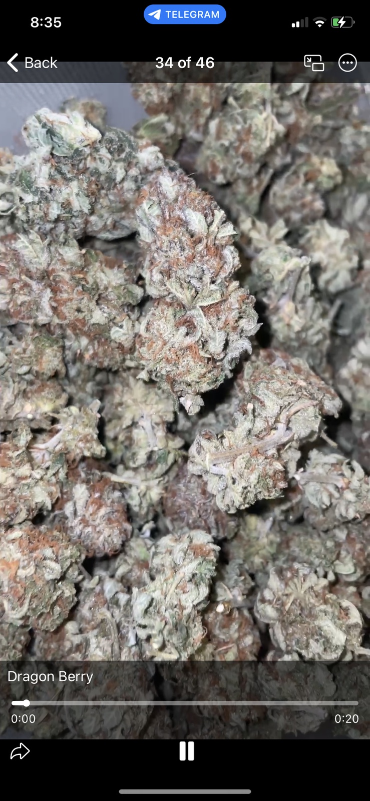 Dragon Berry archive 0