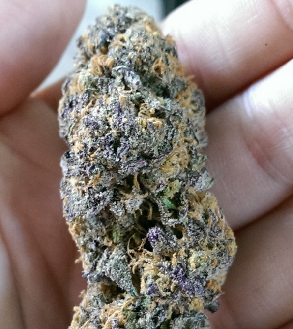 Durban Cookies Marijuana Strain Information & Reviews AllBud