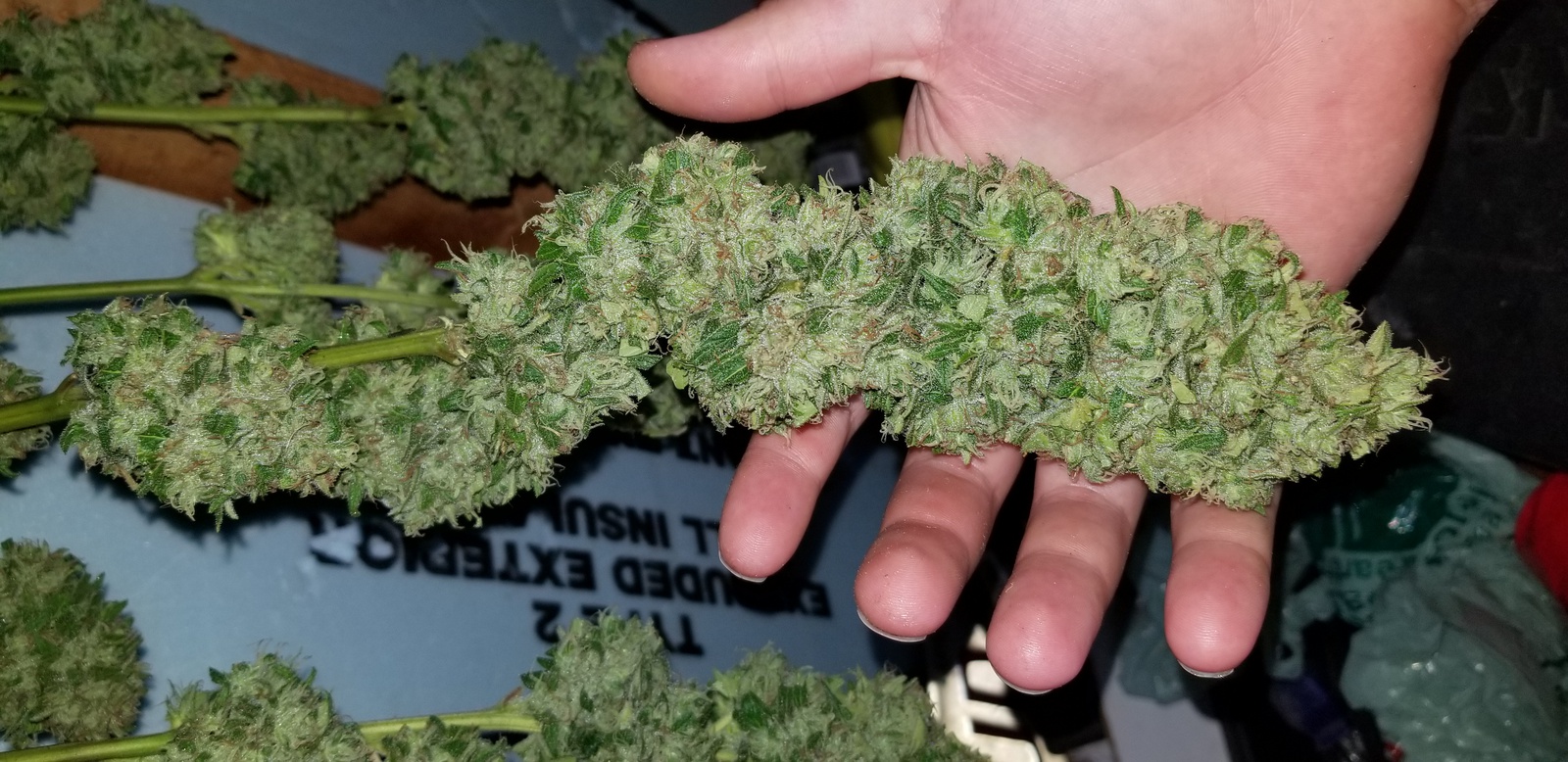 Early Girl Marijuana Strain Information & Reviews AllBud