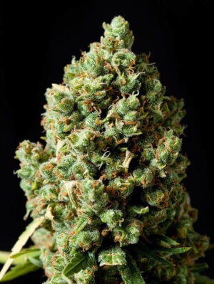 Early Maroc archive 1