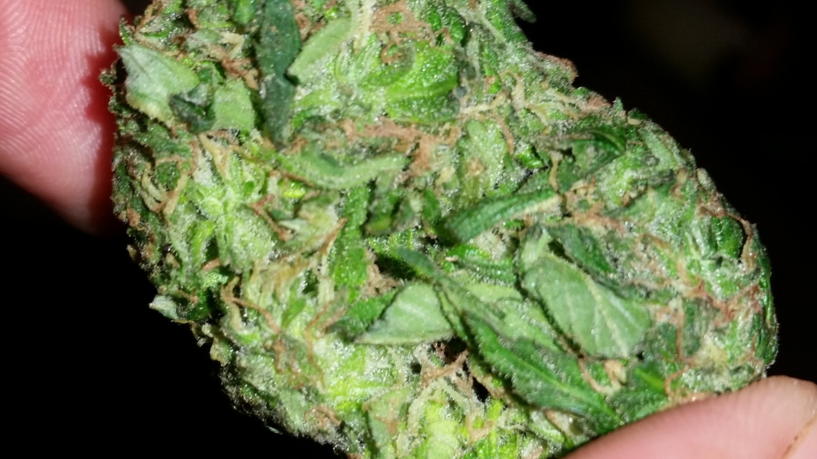 Early Queen archive 1