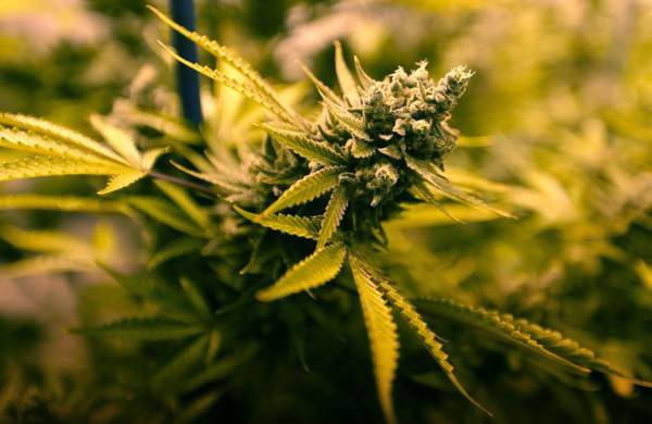 Early Top Tao archive 1