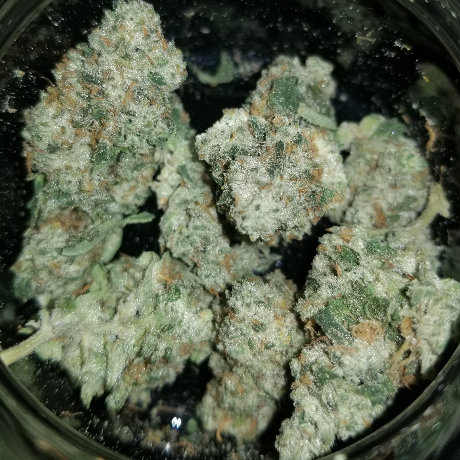 Ecto Cooler Marijuana Strain Information & Reviews AllBud