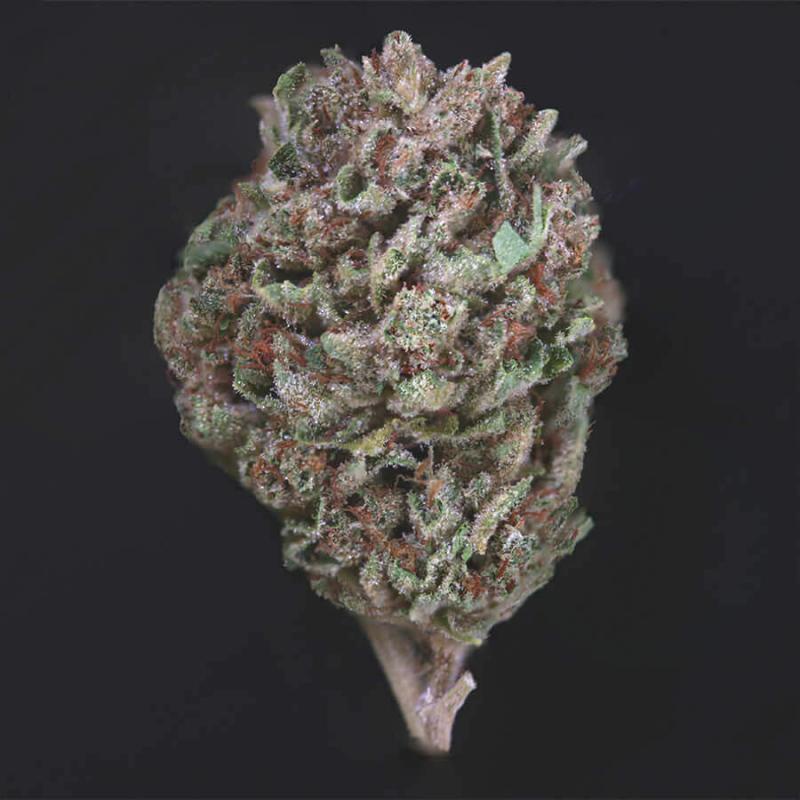 Electric Larry Land archive 1