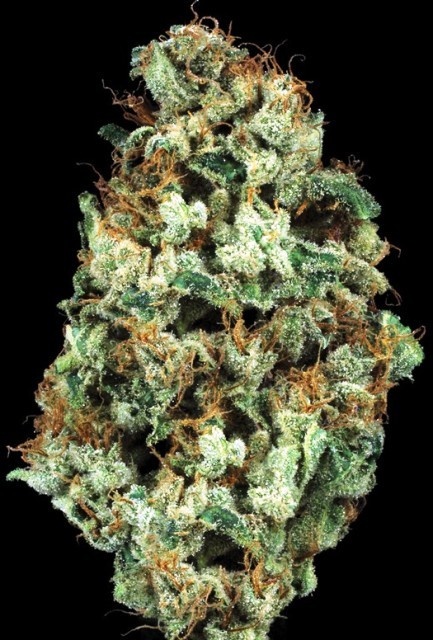 Electric Lemon G archive 1