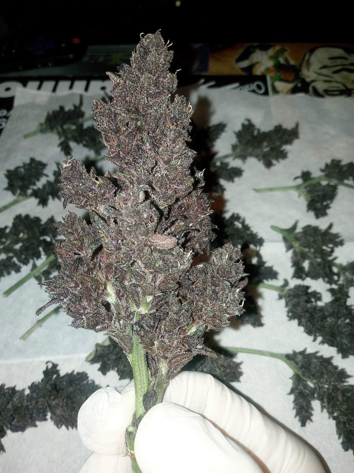41 Cherries Strain Allbud 44 - rr3xqlq