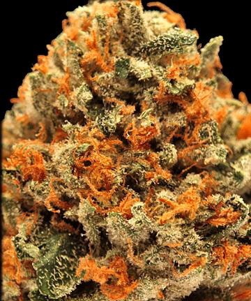 Emperor OG Kush archive 1