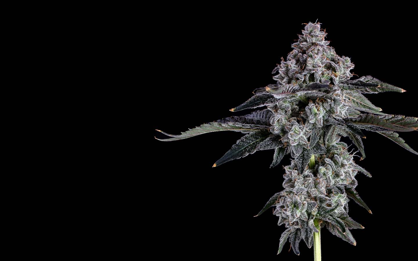 End Game Cookies archive 1