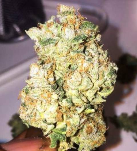 Fat Banana archive 1