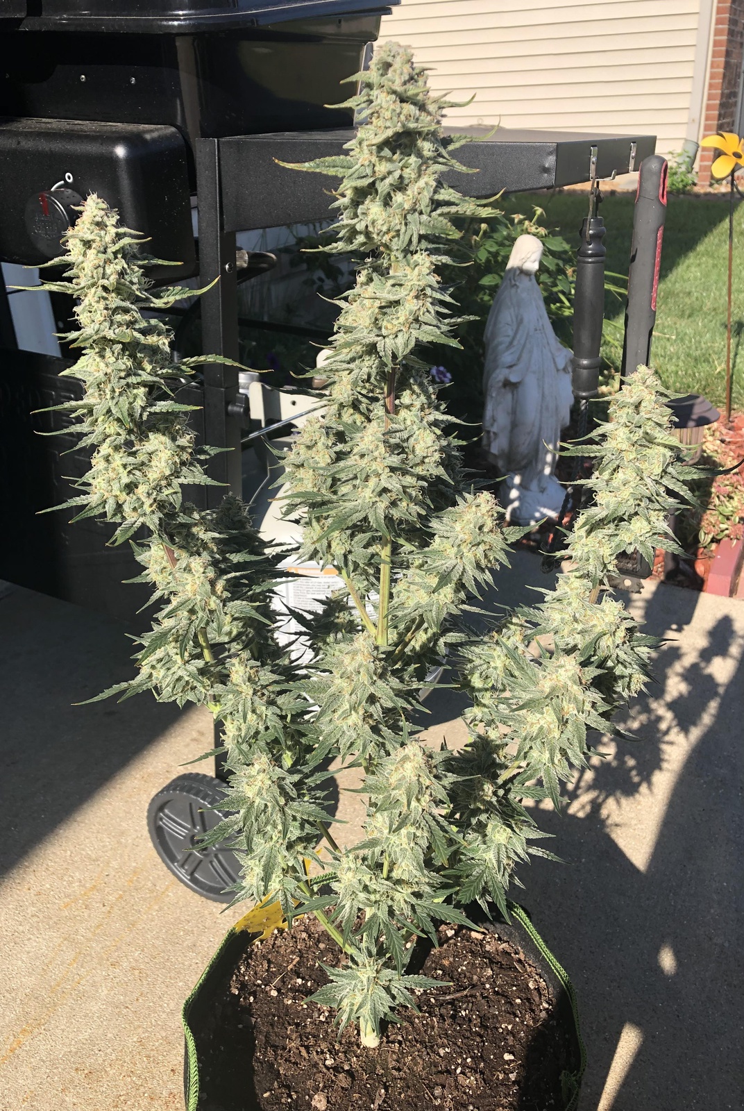 Fog Dog Marijuana Strain Information & Reviews AllBud