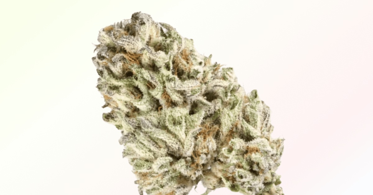 Frosted Melon Gelato Marijuana Strain Information & Reviews AllBud