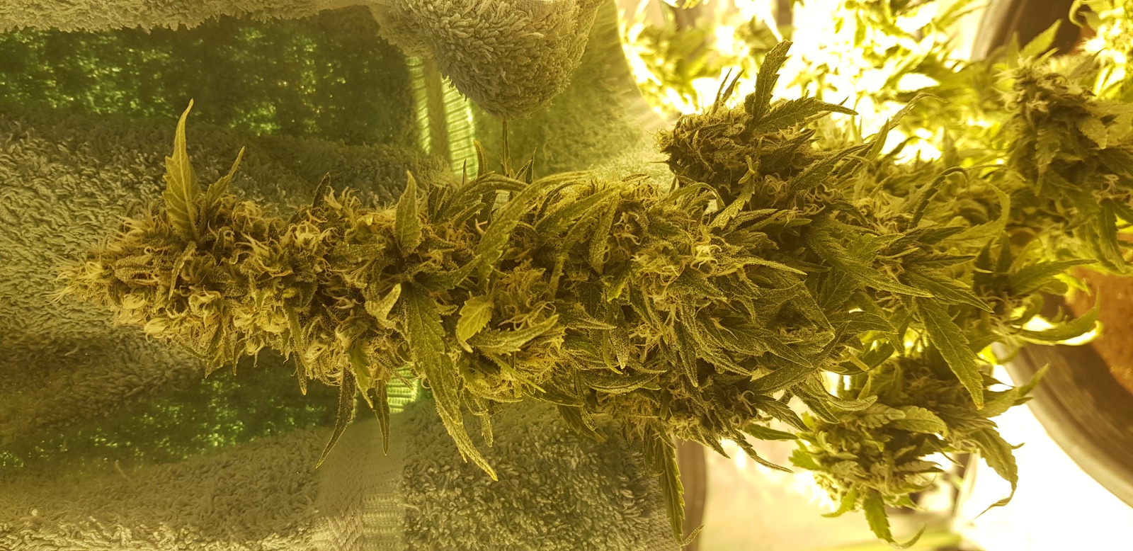 Fruity Jack Marijuana Strain Information & Reviews AllBud