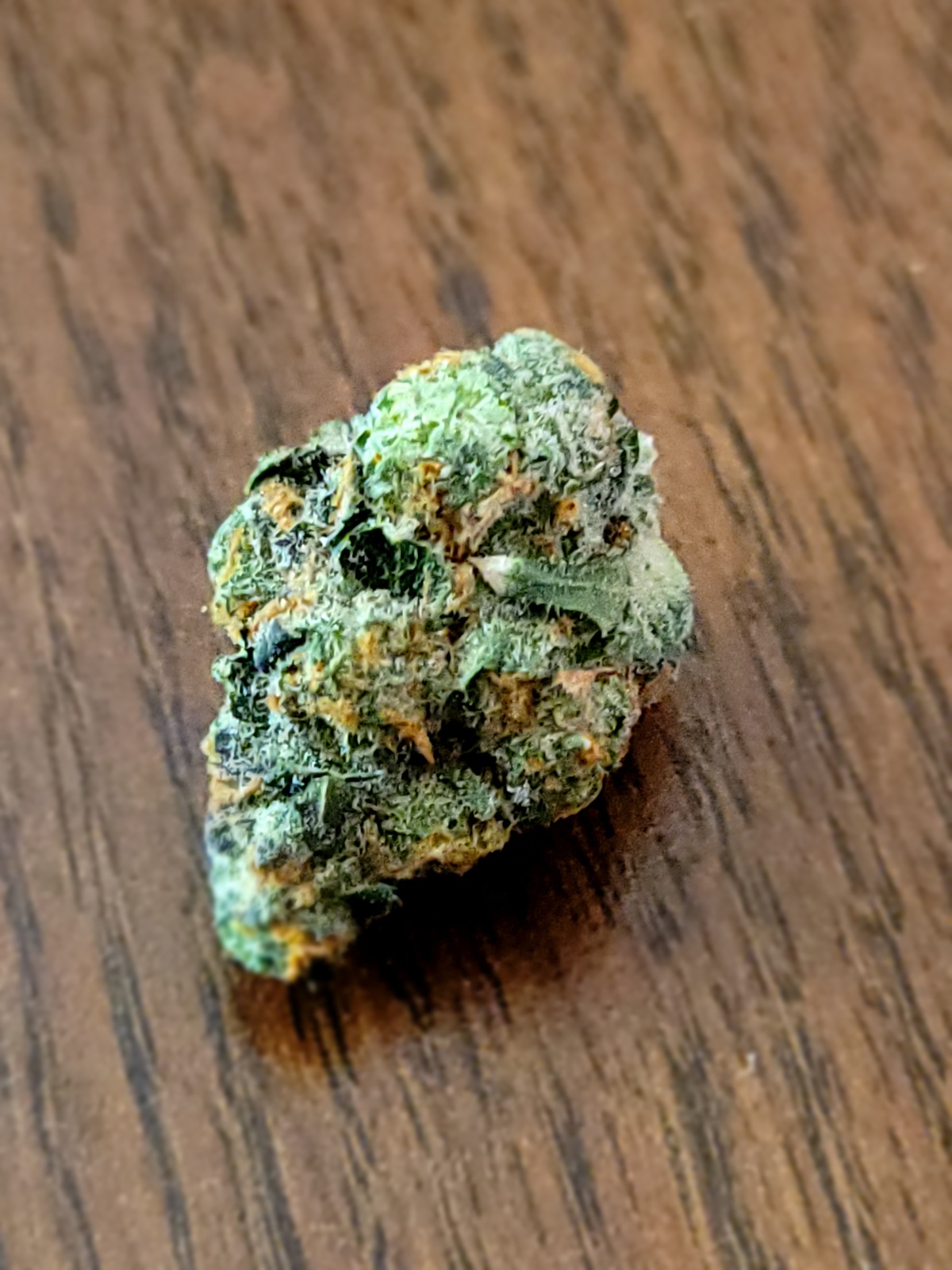 Garlic Funk Strain 58 - q9308z3
