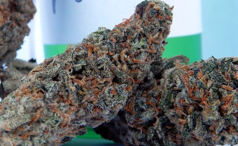 Fuzzy Wuzzy Marijuana Strain Information & Reviews | AllBud