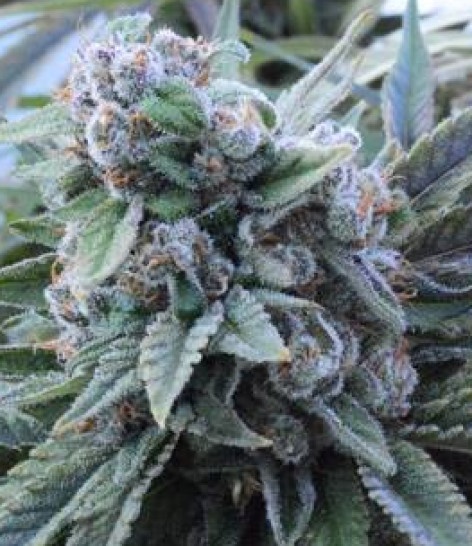 Ganesh Berry archive 1