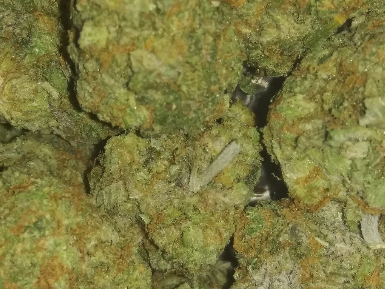 Garlic Breath Marijuana Strain Information & Reviews AllBud