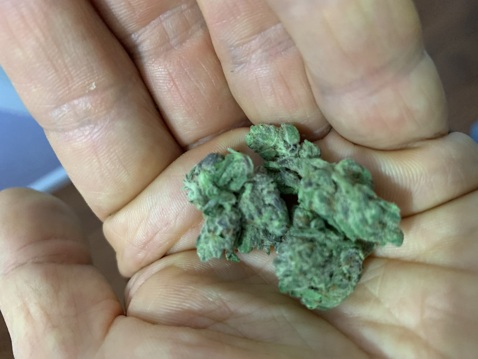 Garlic Bud Marijuana Strain Information & Reviews AllBud