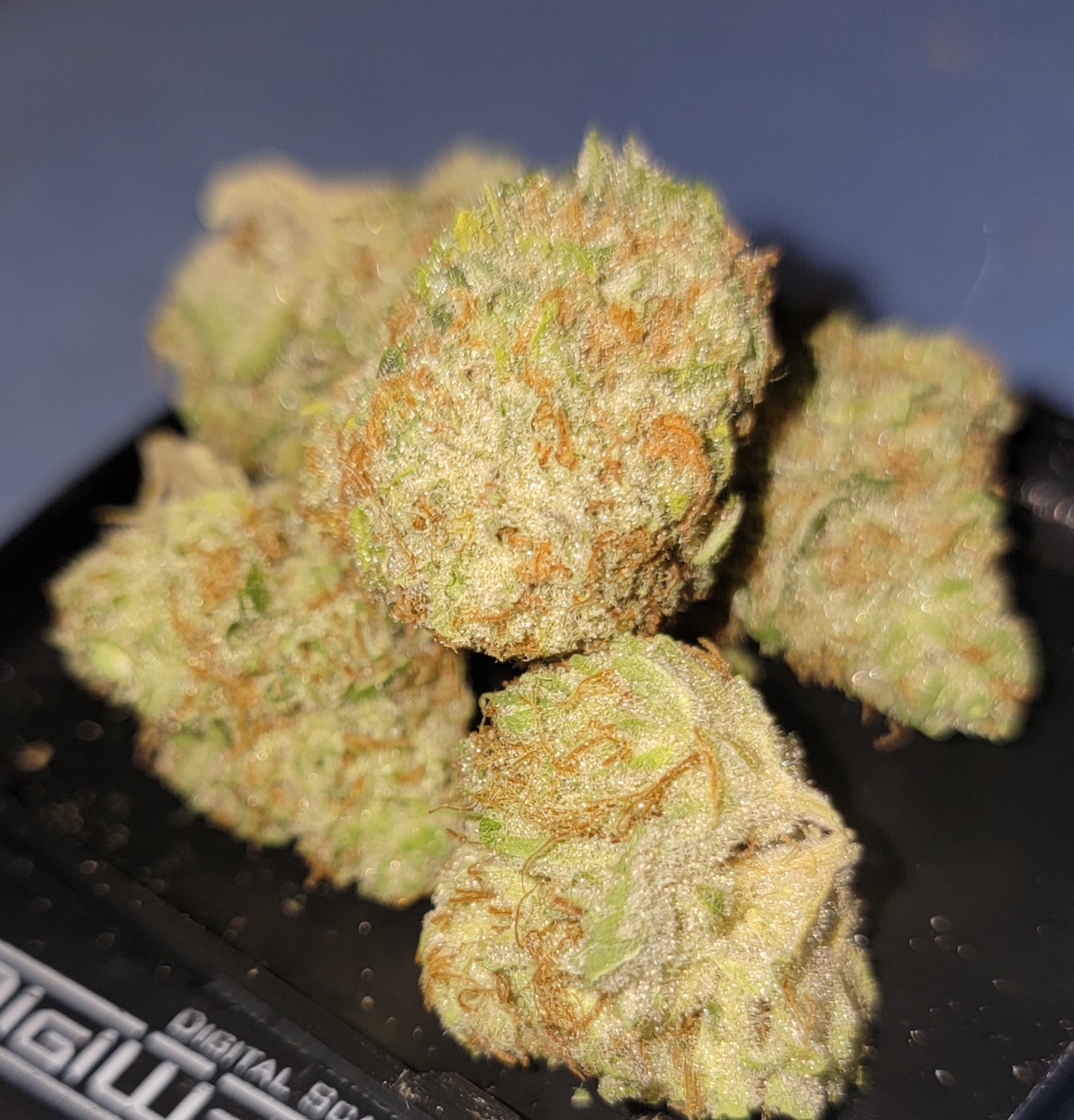 Garlic Juice Marijuana Strain Information & Reviews AllBud