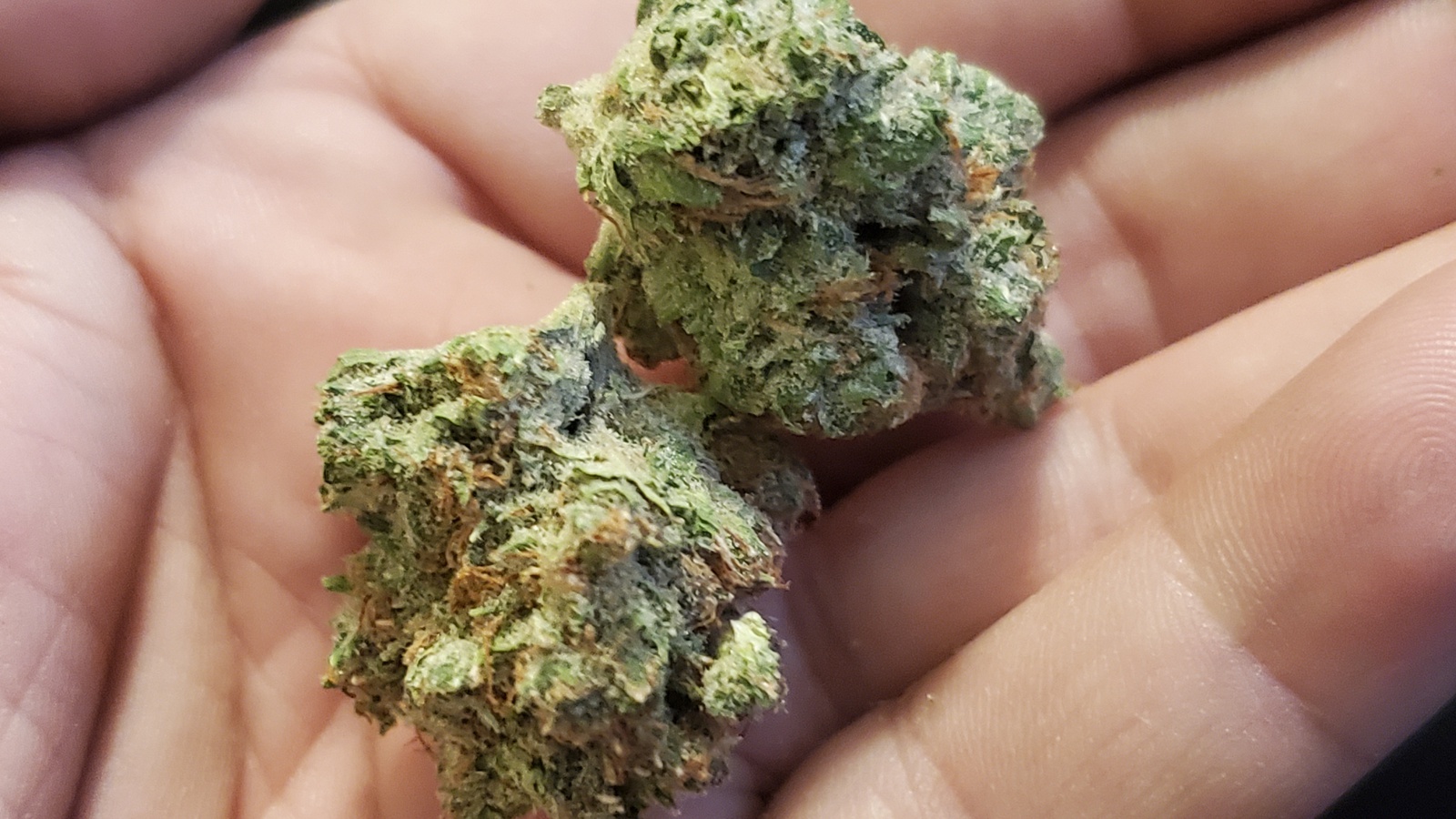 Girl Scout Yeti Marijuana Strain Information & Reviews AllBud
