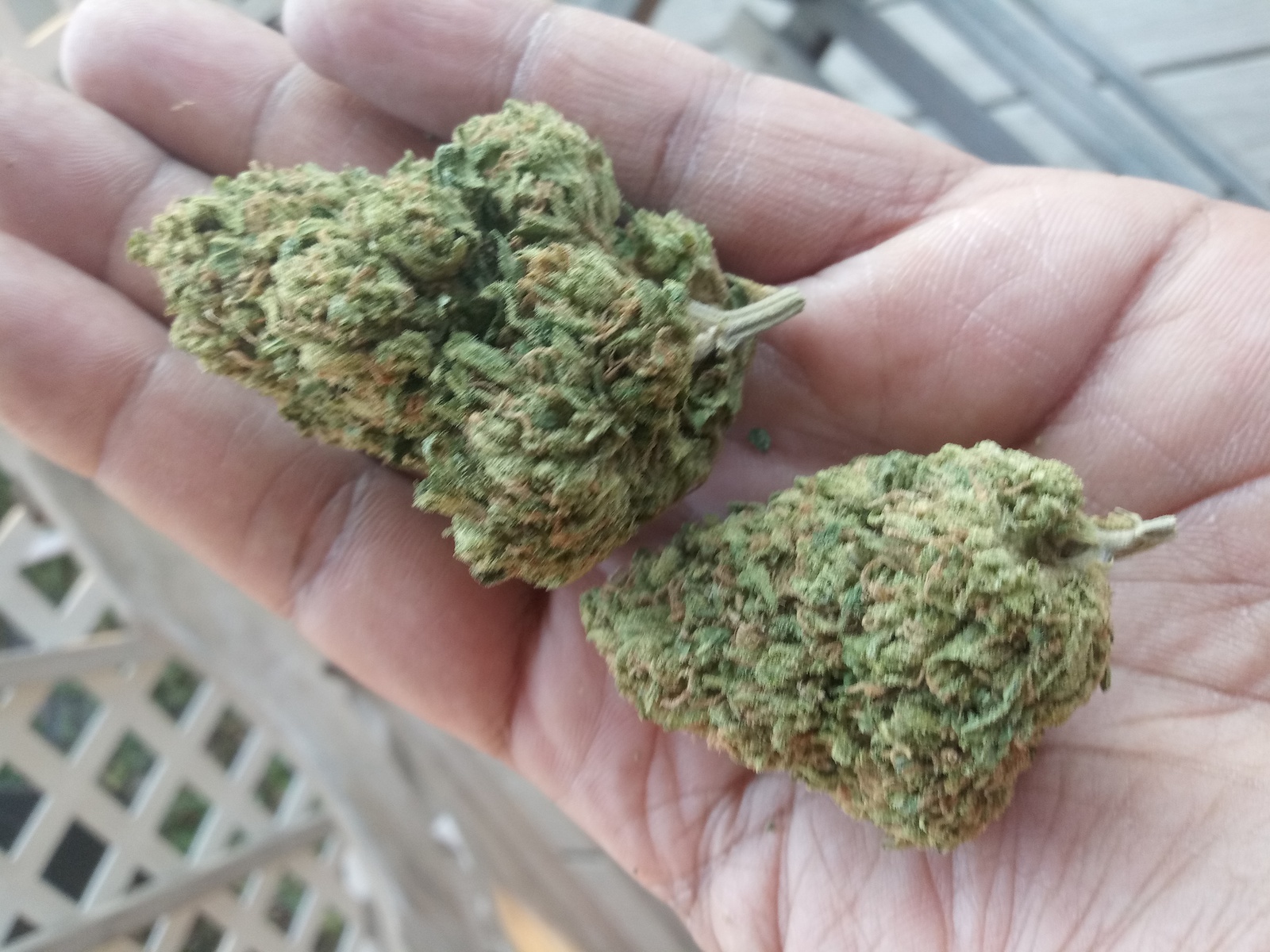 Golden Ticket: strain page photo, credit allbud.s3.amazonaws.com, copyright status shown with credit copyright unverified