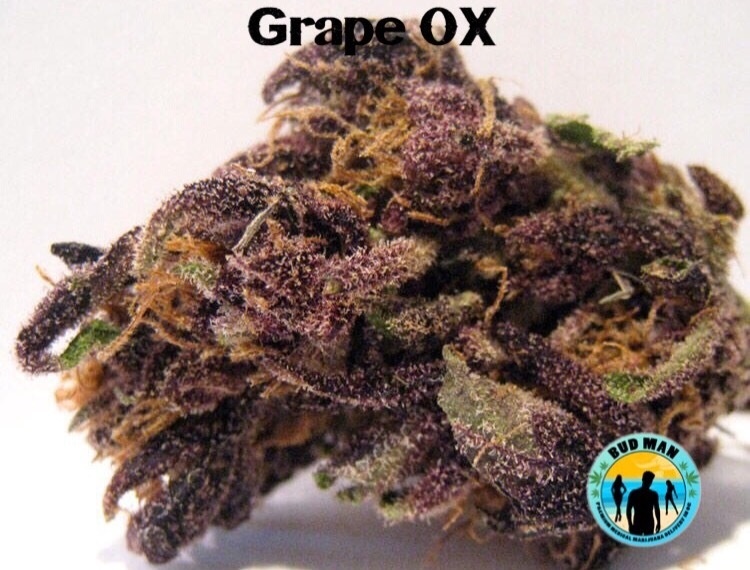 Grape OX