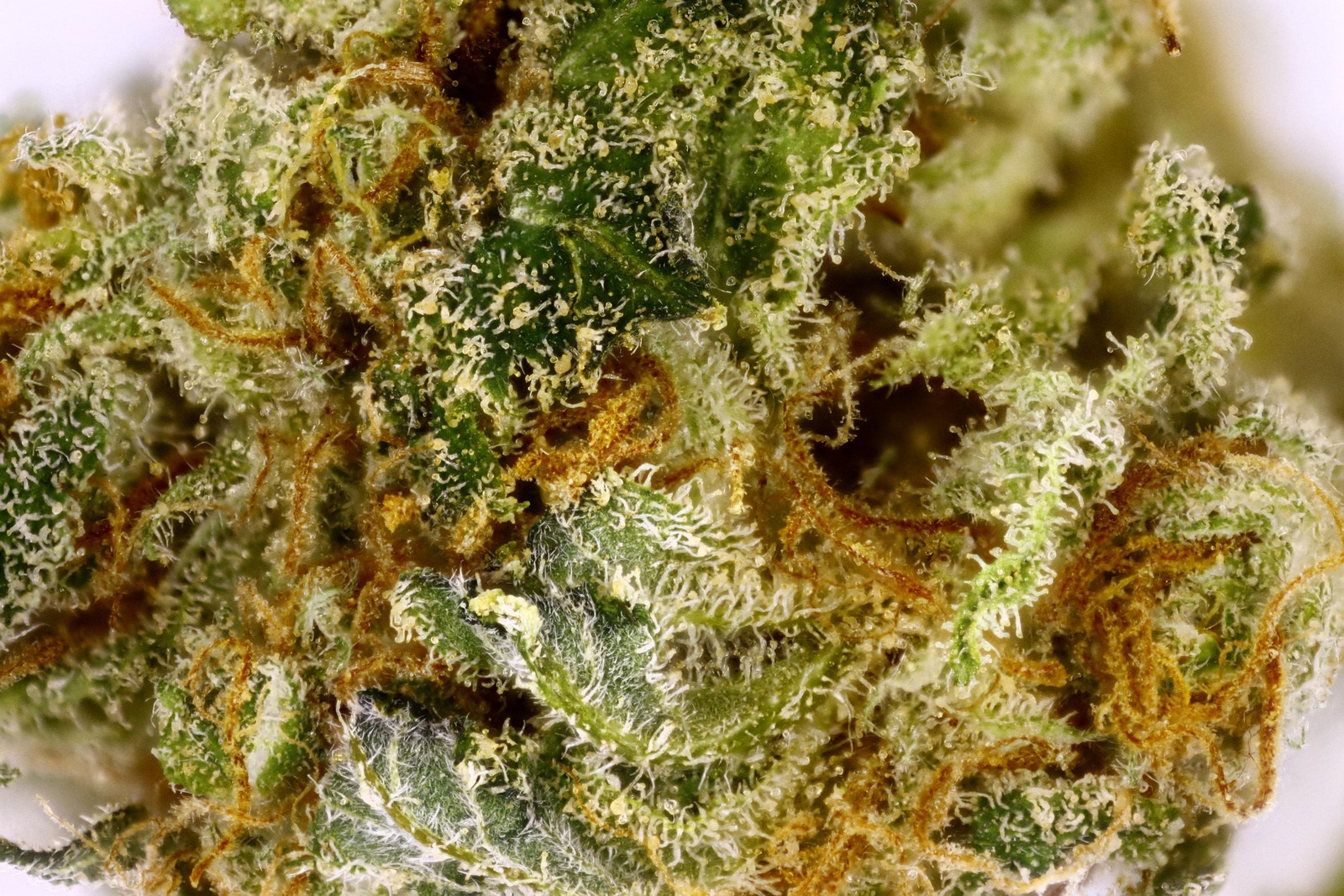 Green Candy Marijuana Strain Information & Reviews | AllBud