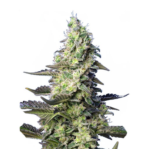 Green Poison XL Marijuana Strain Information & Reviews AllBud