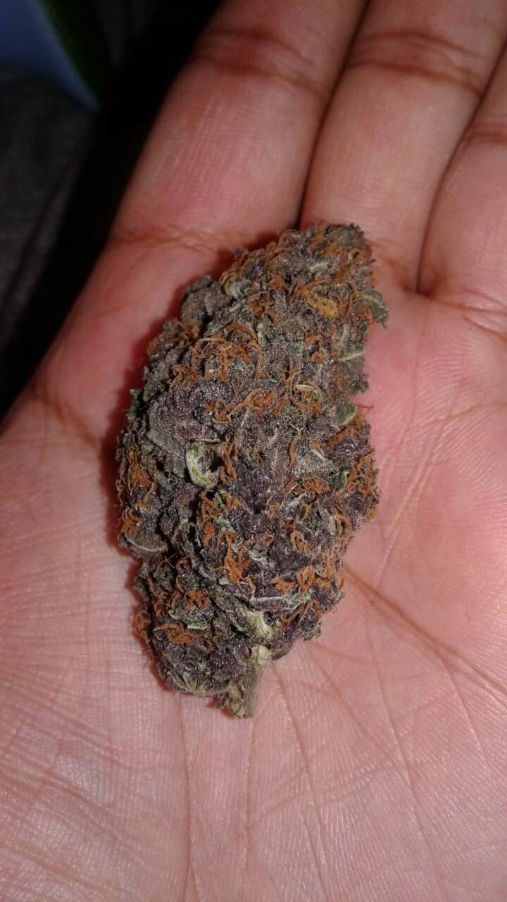 Grizzly Purple Kush