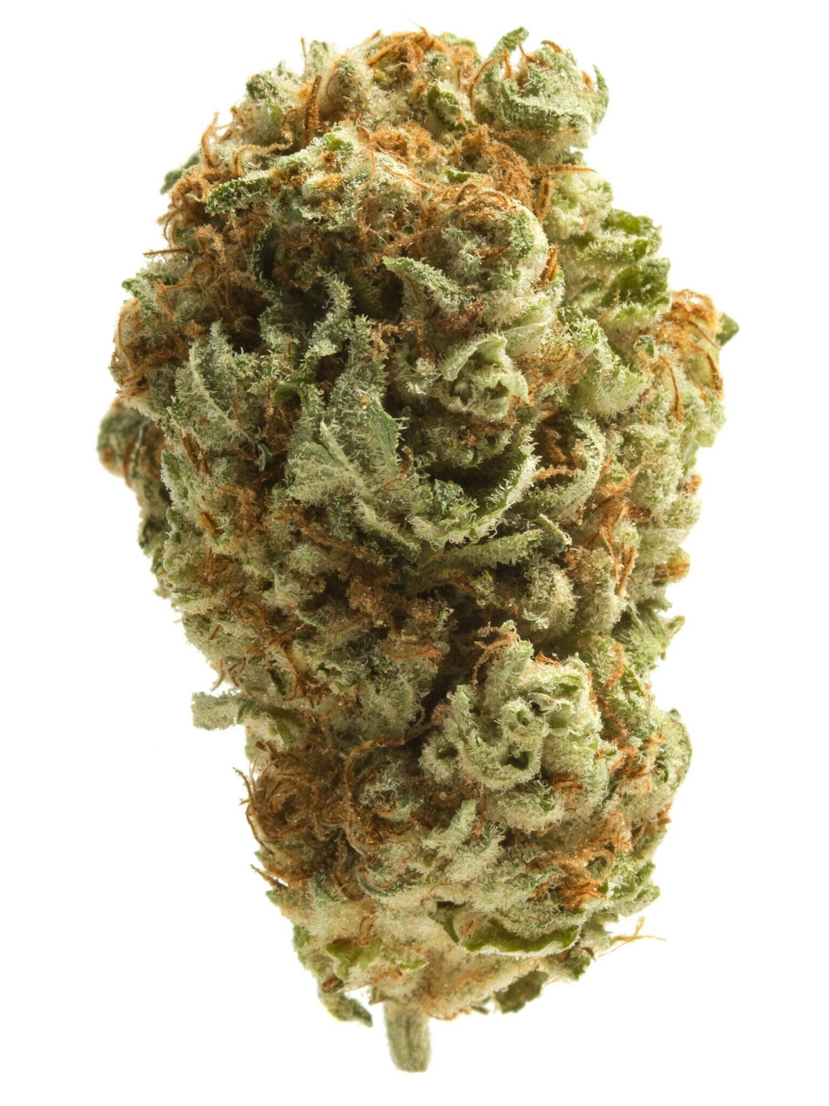 Guava Cooler harvested flower, as labeled by the cited photo source