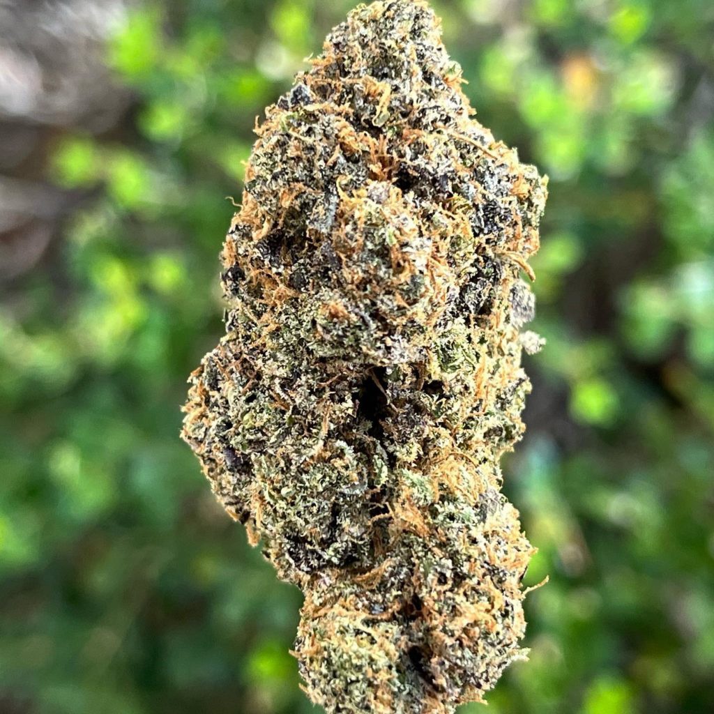 Gusher Pie Marijuana Strain Information & Reviews AllBud