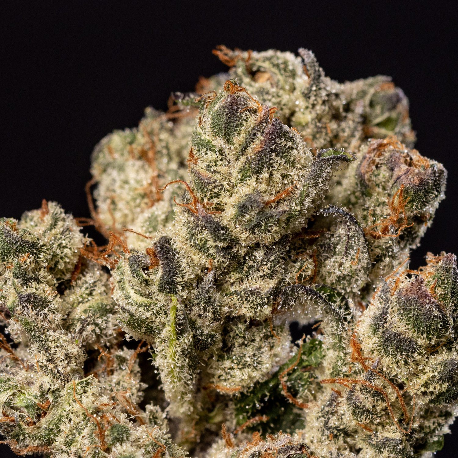Hash Face Marijuana Strain Information & Reviews AllBud