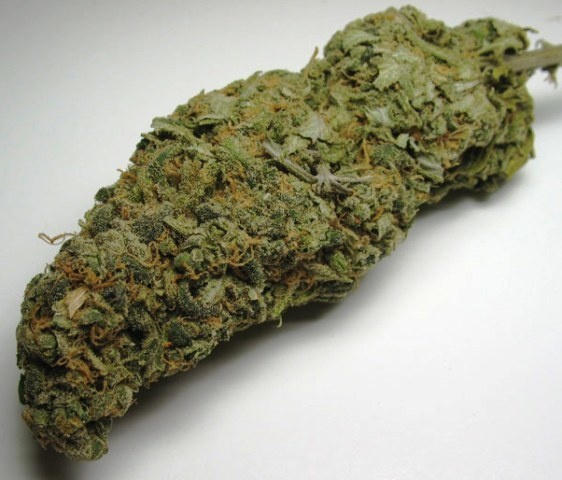 Hawaiian Indica archive 1