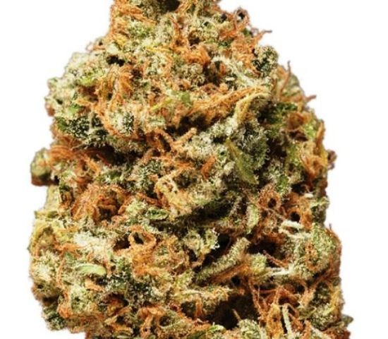 Hawaiian Mayan Gold archive 1