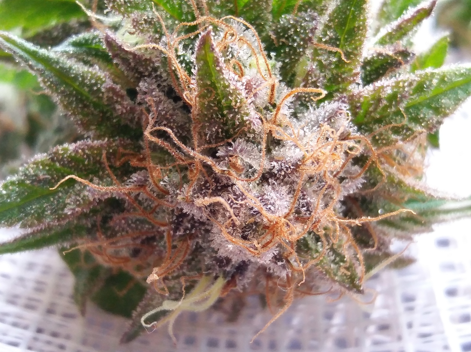 Haze Berry Marijuana Strain Information & Reviews | AllBud