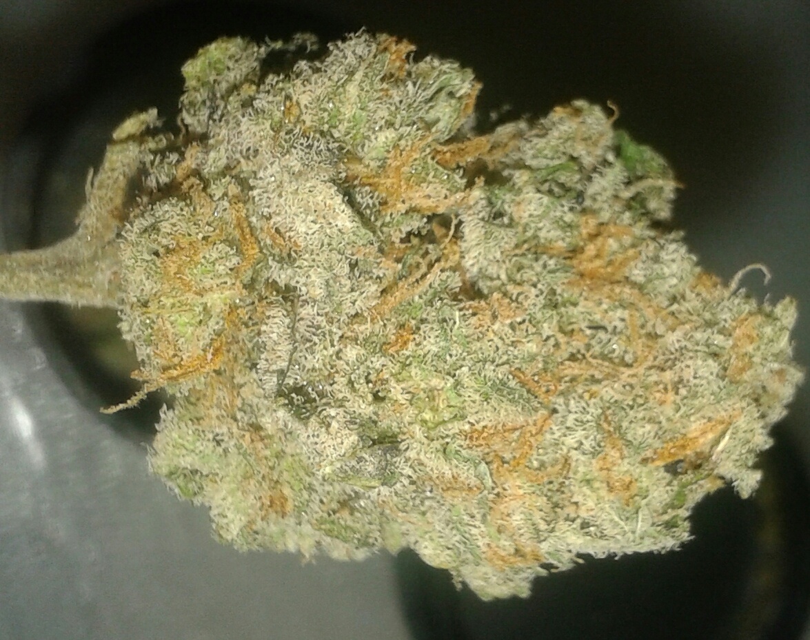 Head Cheese archive 1