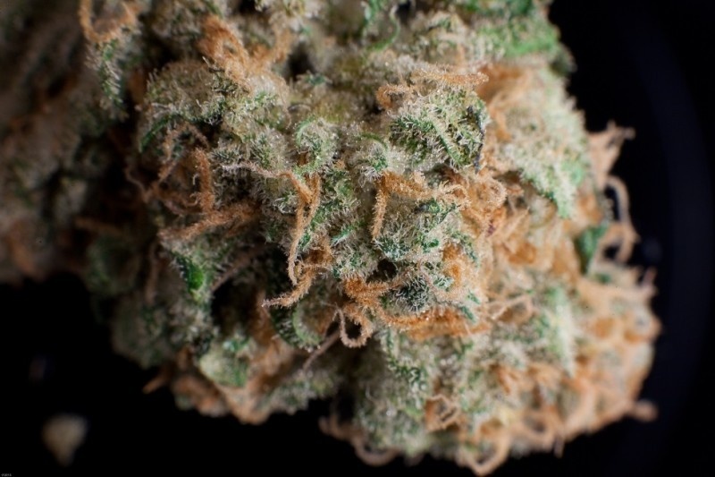 Headcheese OG Marijuana Strain Information & Reviews AllBud