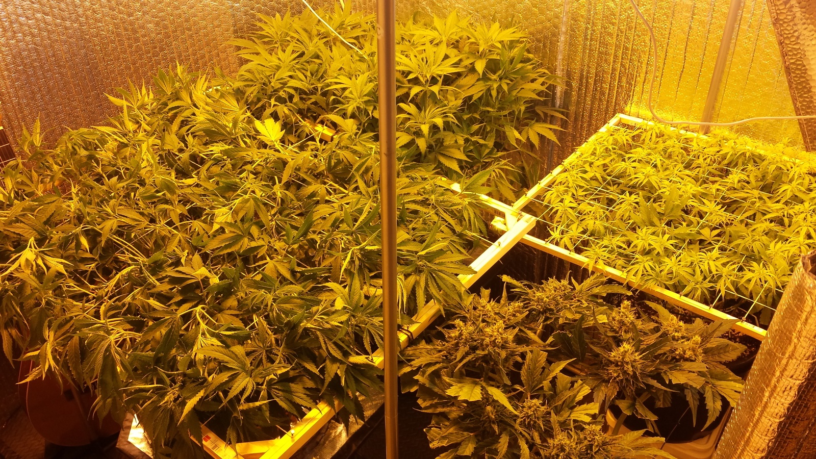 Heavyweight Fruit Punch Marijuana Strain Information & Reviews AllBud