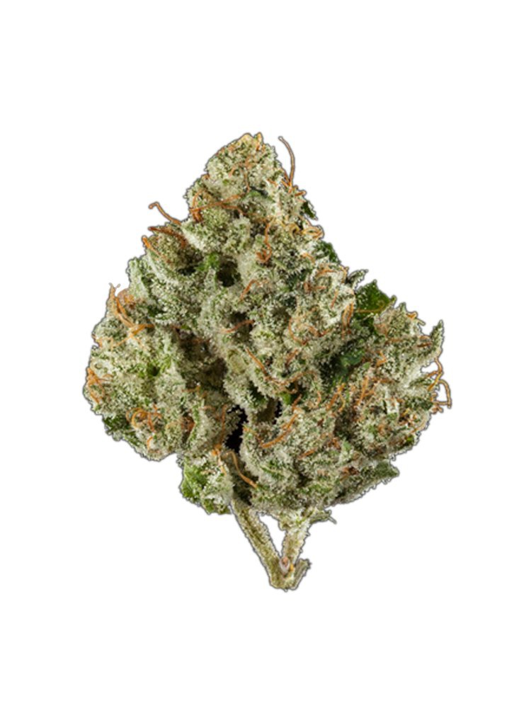 Hell Monkey archive 1