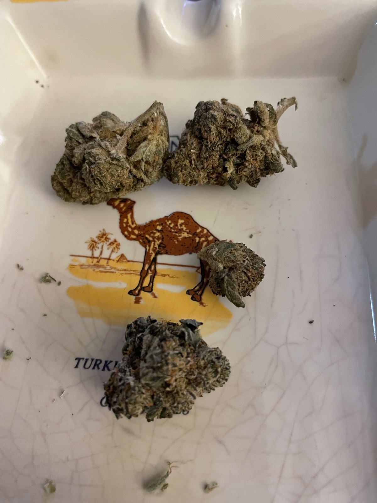 Hibiscus Sunrise archive 0