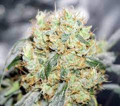 Holy Princess archive 0