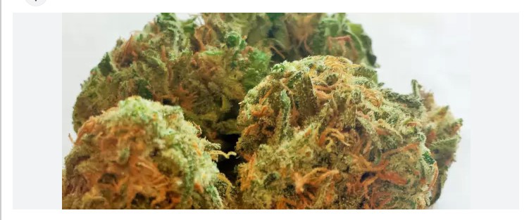 Honey Lemon Cheese archive 0