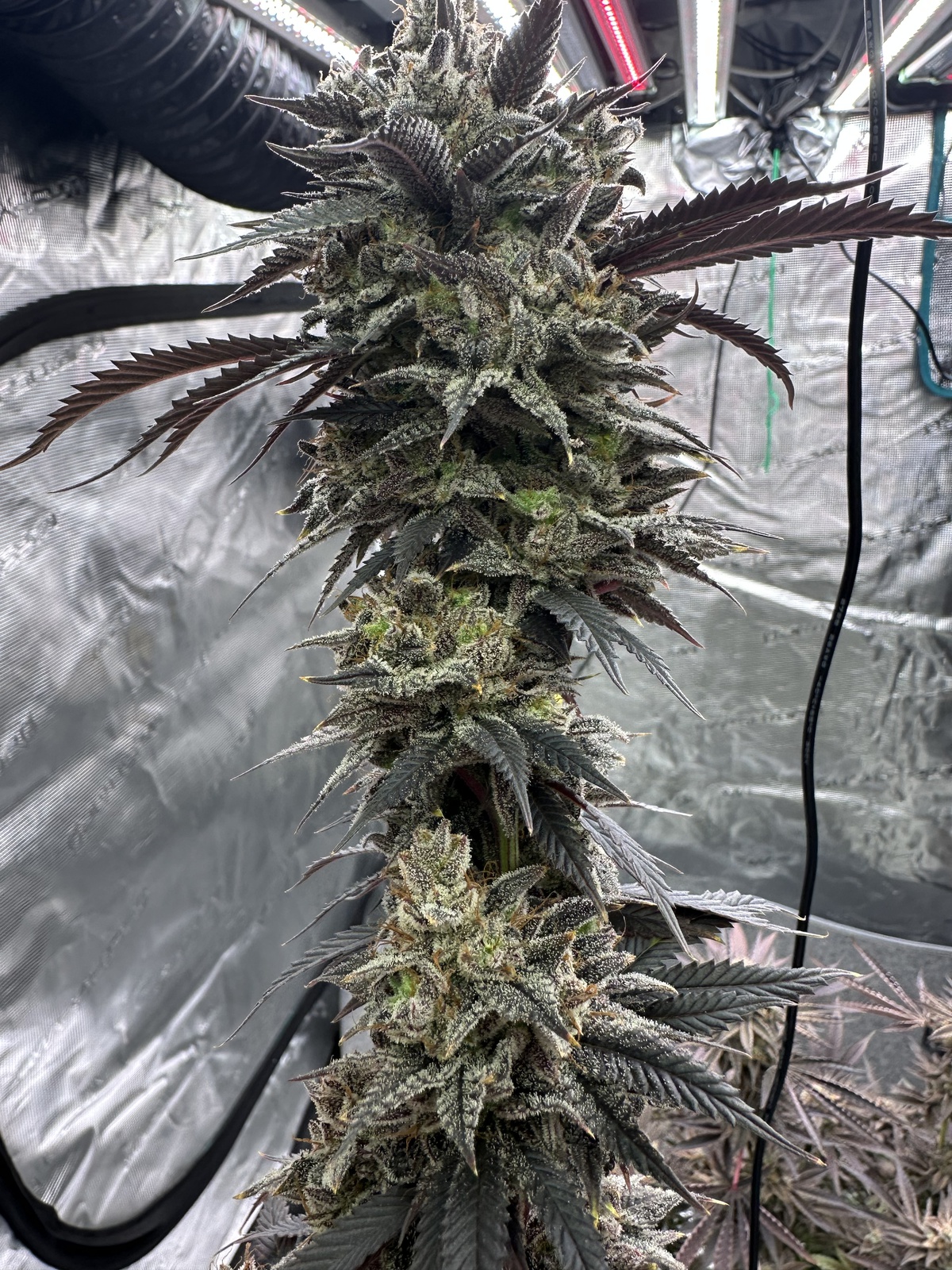 Ice Cream Candy archive 1