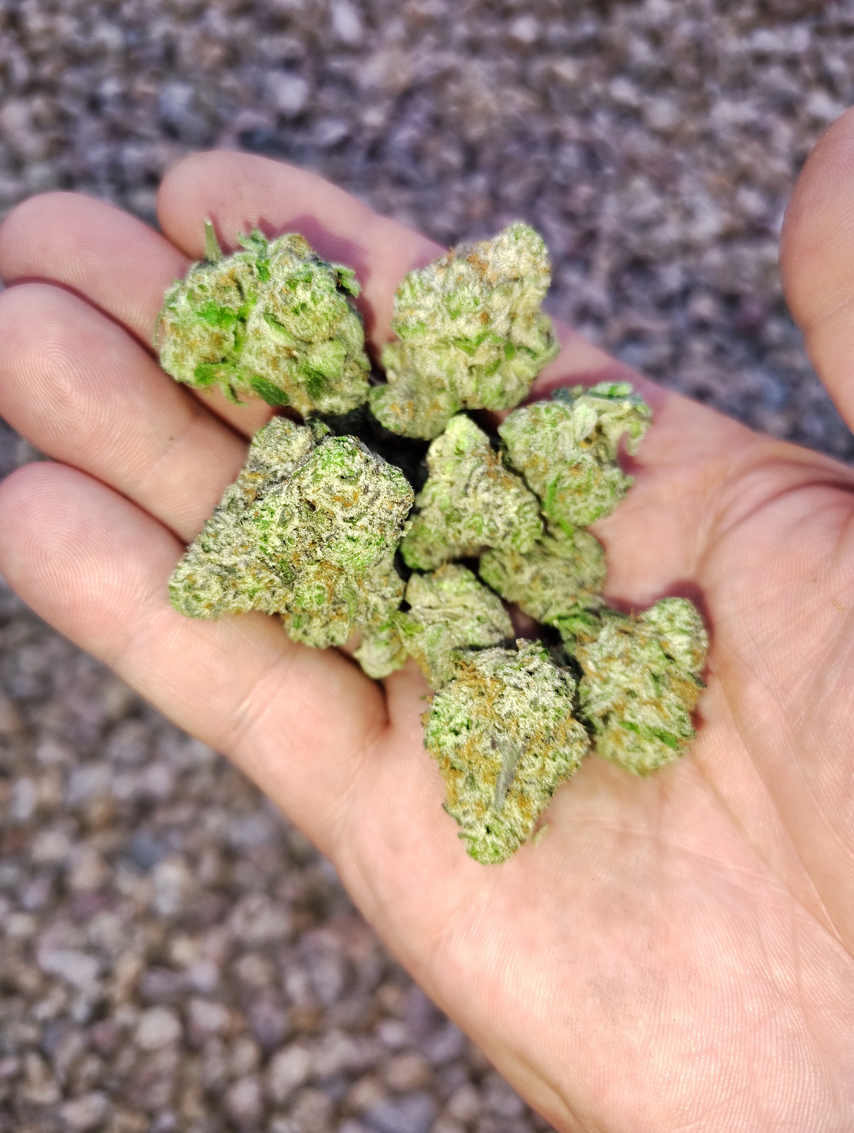 Iced Widow archive 1