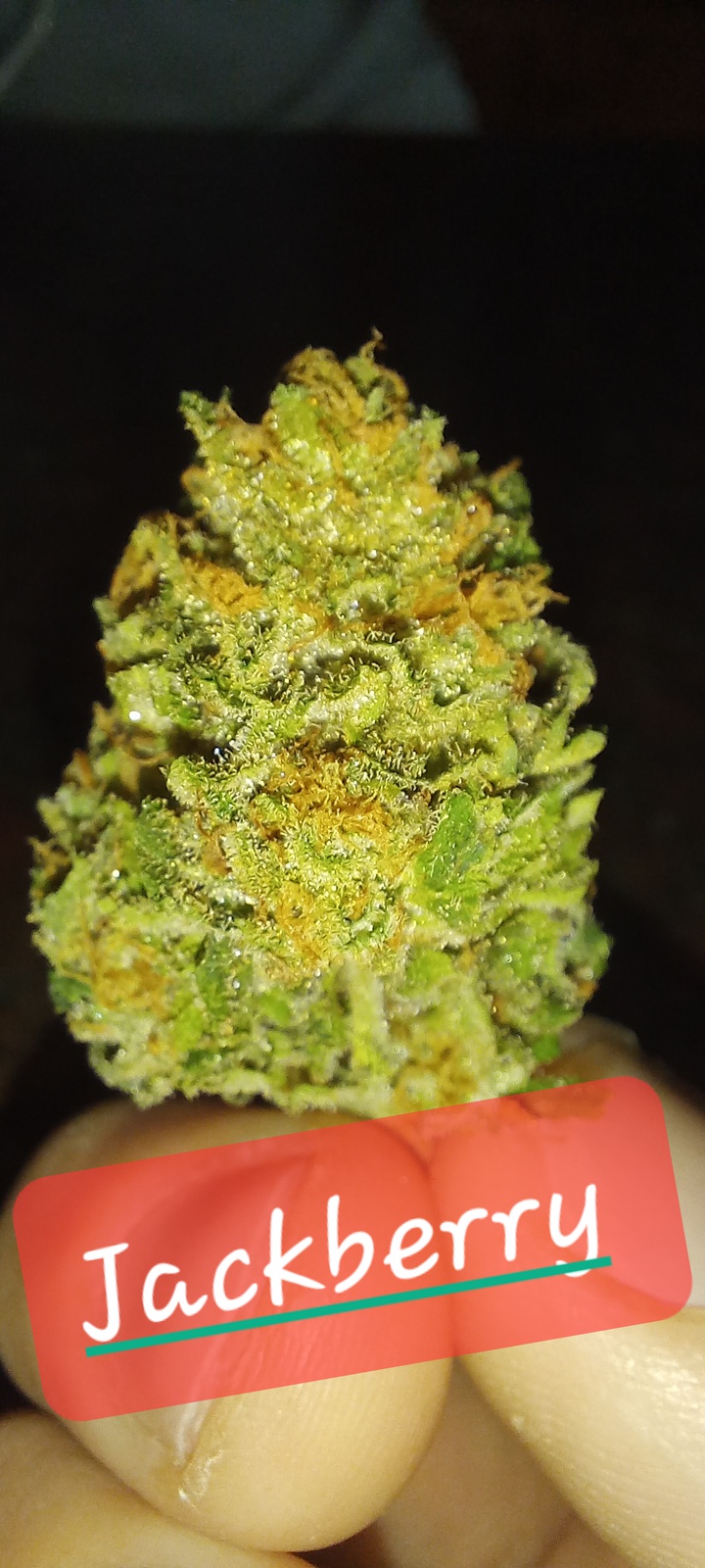 Jack Berry Marijuana Strain Information & Reviews AllBud