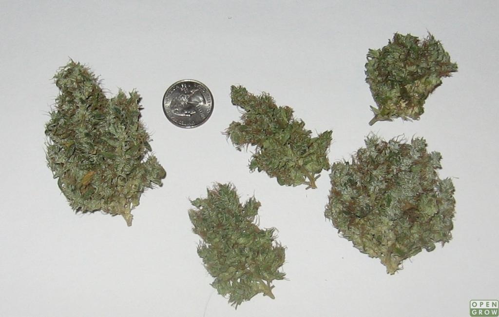 Jack F6 Marijuana Strain Information & Reviews AllBud