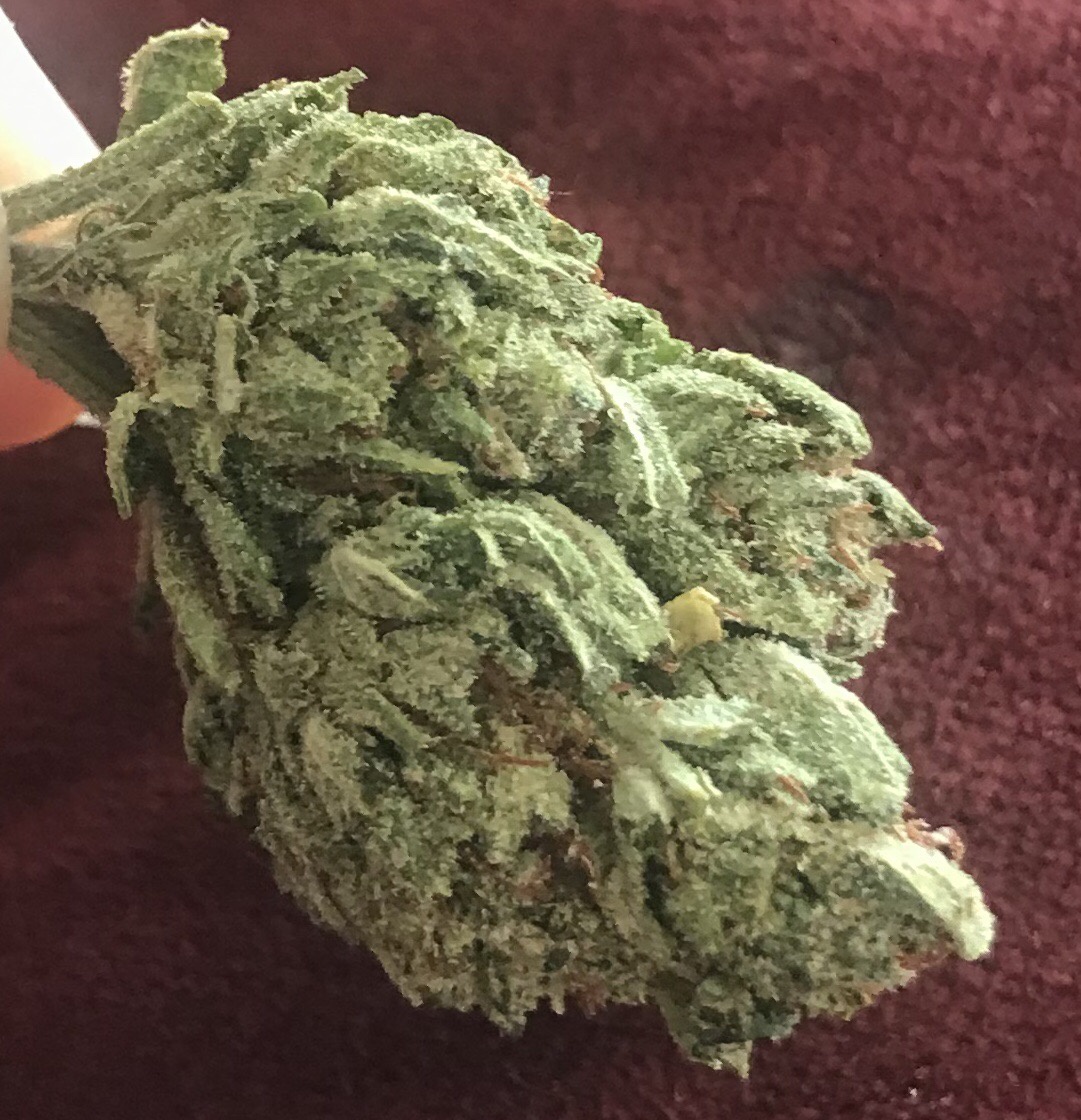 Jack Frost Marijuana Strain Information & Reviews AllBud
