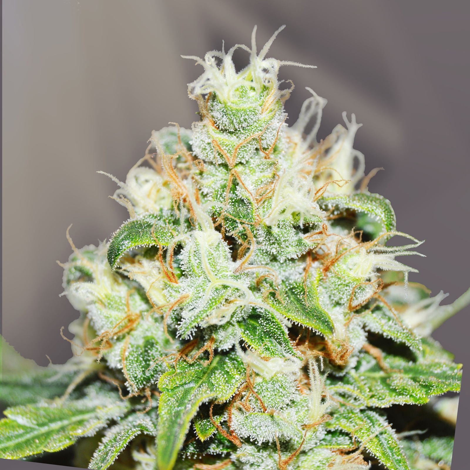 Kush Cookies Allbud 27 - 8bvxgb2
